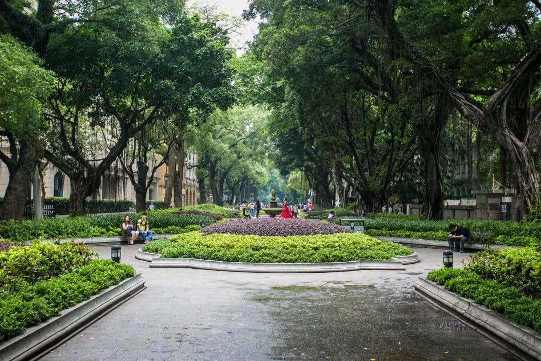 廣州再多高樓，都不如小時候嘅榕樹頭