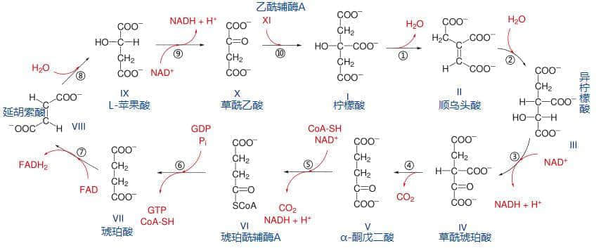 廣東臭屁醋：行走的生化武器，流動的液態(tài)榴蓮