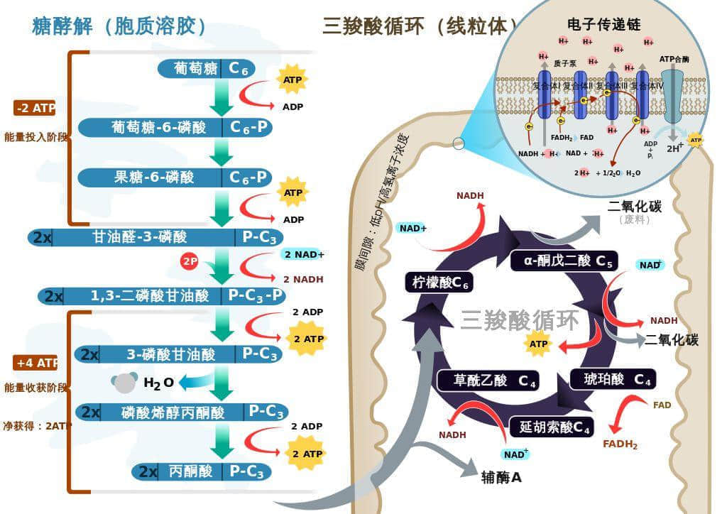 廣東臭屁醋：行走的生化武器，流動的液態(tài)榴蓮