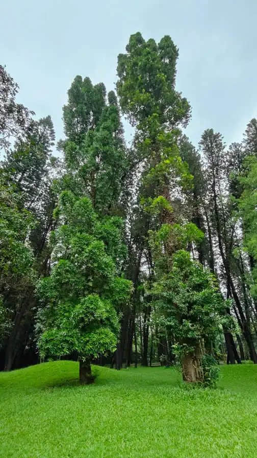 在華南植物園邂逅一位志愿者 || 李健鴻