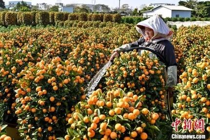 花市有望重開，“羊”城人行花街真系“唔使怕”？