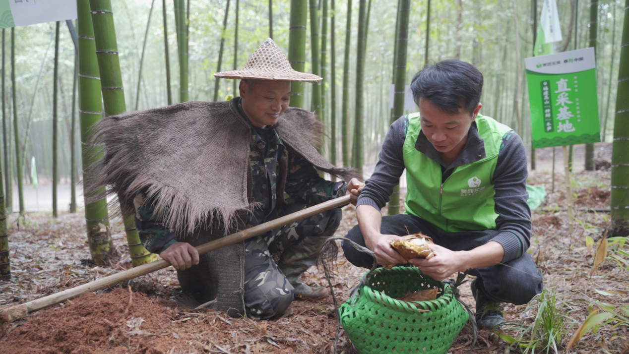 ▲美團(tuán)買菜工作人員正在采摘鮮筍 蔣鑫攝