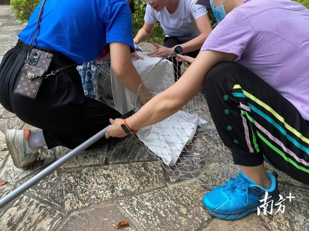 虐貓團(tuán)伙預(yù)謀在廣州公園下毒手，流浪貓命運如何？