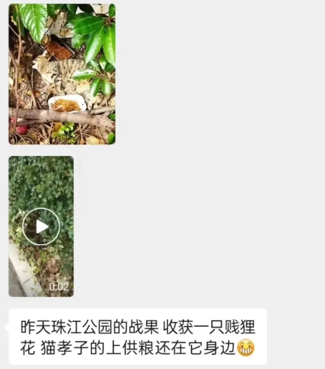 虐貓團(tuán)伙預(yù)謀在廣州公園下毒手，流浪貓命運如何？