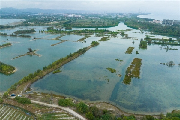 馬爹利紅樹林保護第二項目點落地海南省三亞市鐵爐港紅樹林保護區(qū)