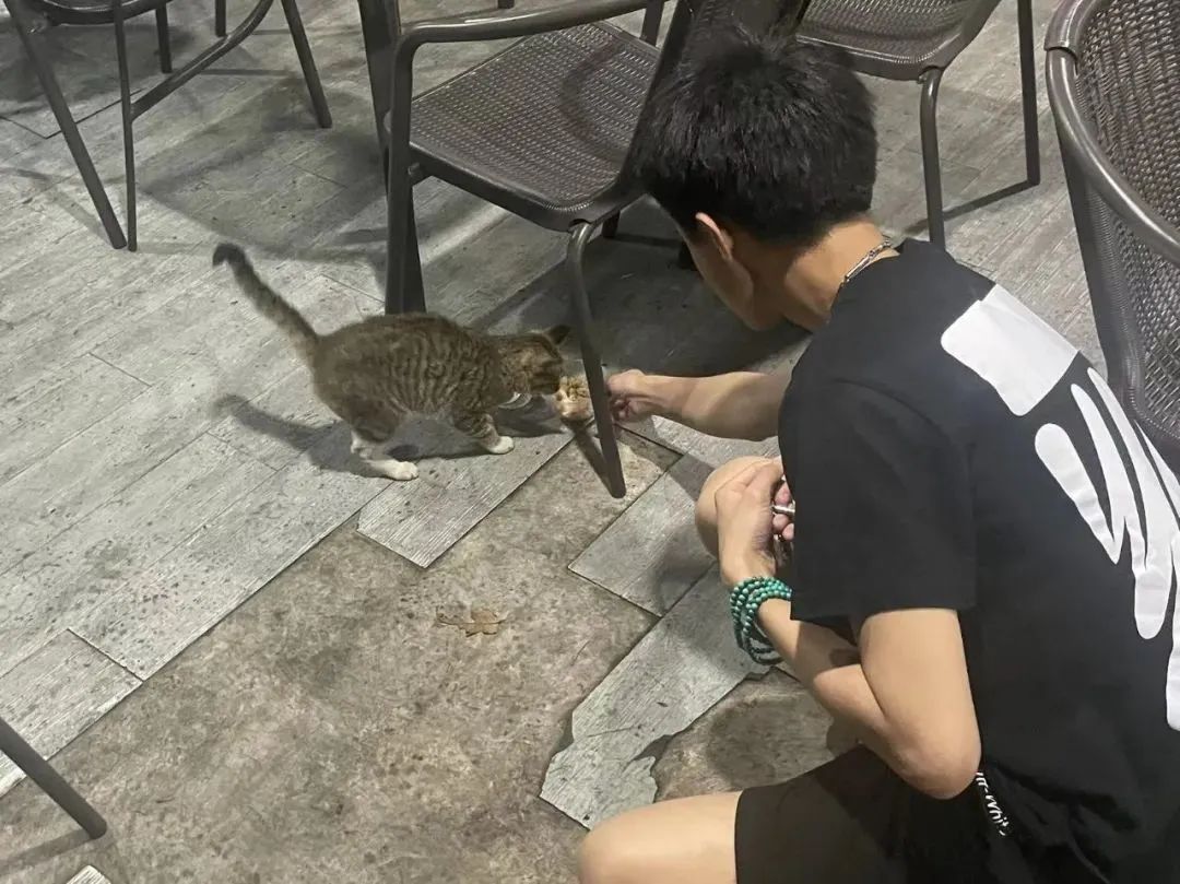 虐貓團(tuán)伙預(yù)謀在廣州公園下毒手，流浪貓命運如何？