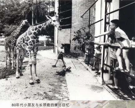 66歲的廣州動(dòng)物園改造：該以人還是以動(dòng)物為本？