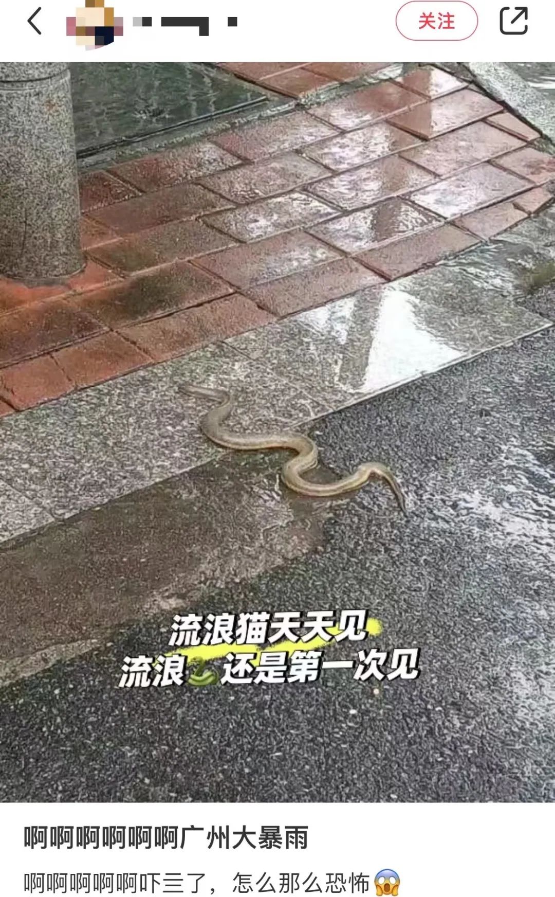 暴雨下的廣州：天河有河，番禺有魚